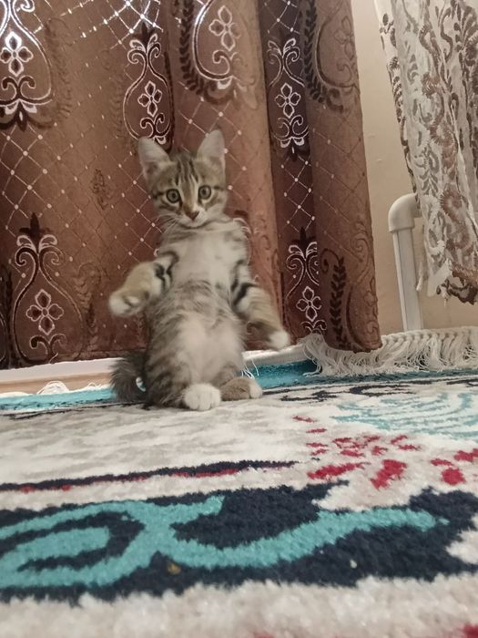 Котёнок мальчик,  отдам в добрые руки
