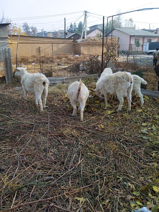 Козочки зааненской молочной породы