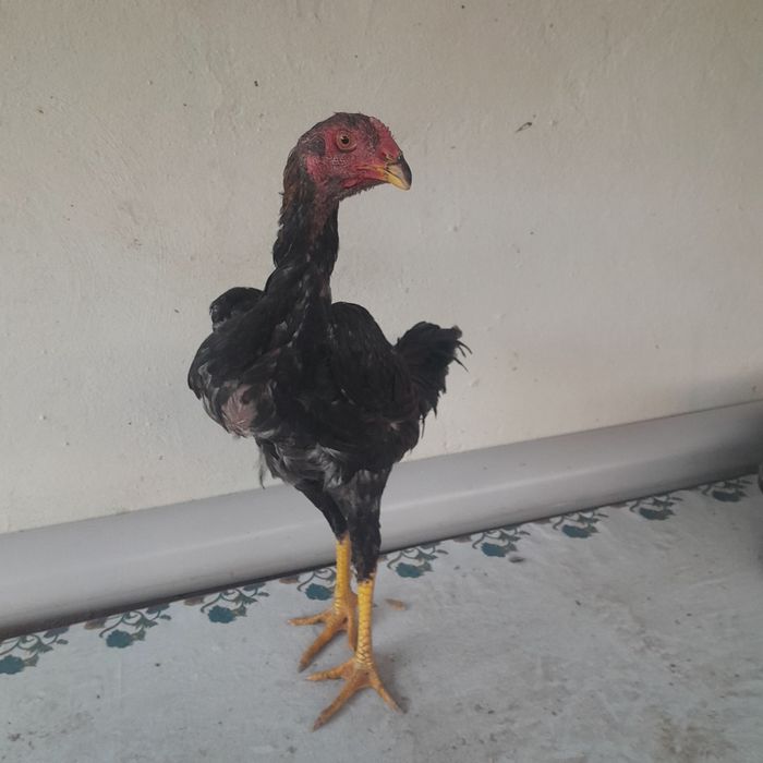 Продам цыплят бойцовский петушки