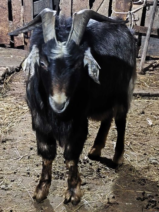 vand 4 capre si un tap