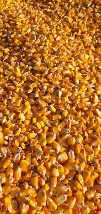 Porumb boabe ,porumb boane , porumb