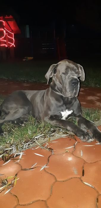 Dog german- Excepțional!