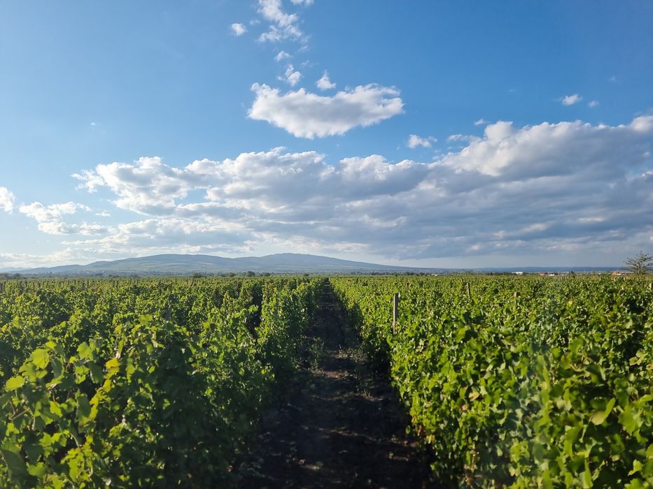 Struguri Muscat Ottonel pt. Vin Odobesti/ Vrancea