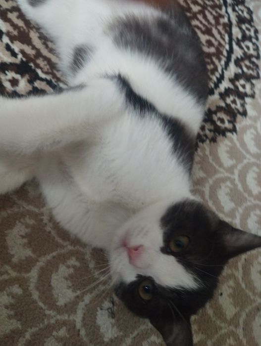 Нужен кто-то, кто позаботится о кошке.