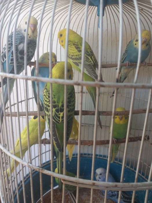 Papagali peruși de vânzare