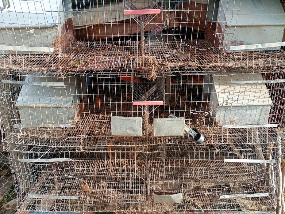 Vând cruștii iepuri\gaini