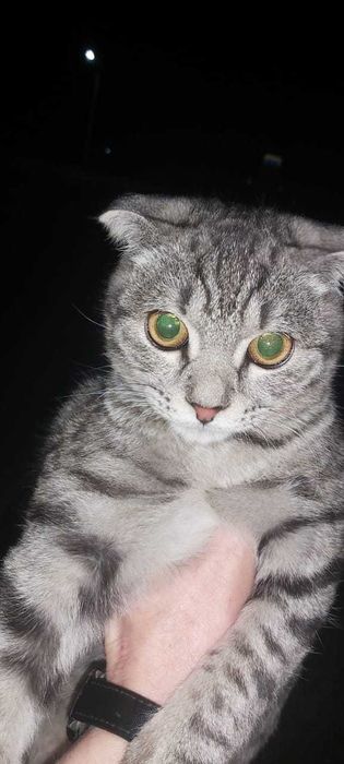отдам в добрые руки котика, мальчик