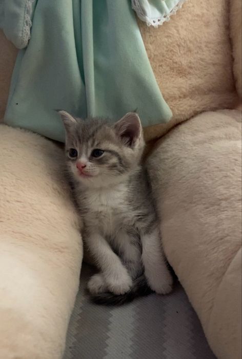 Отдам 3 котят в добрые руки