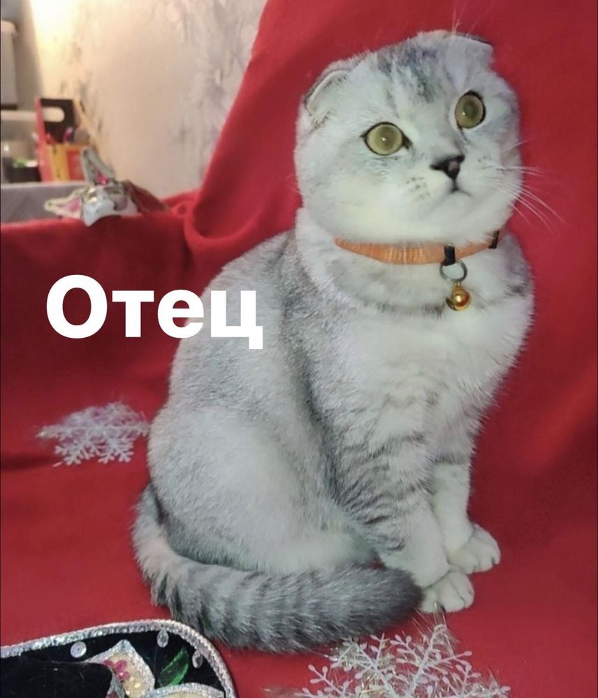 Котята от правильной вязки