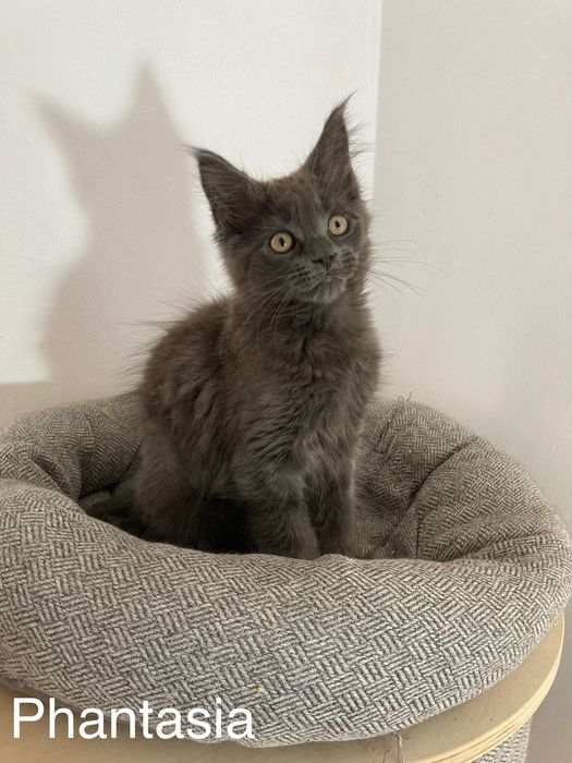 Мейн-куун котенца