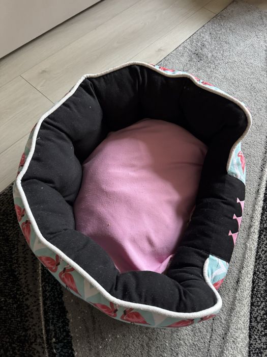 Patut caine sau pisica