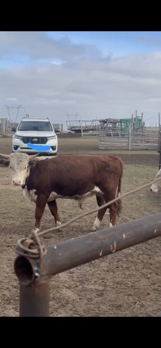 Продам  быков 40 голов 1,6 г.