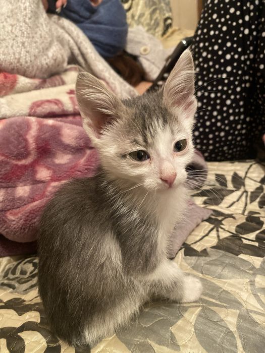 Отдам в добрые руки