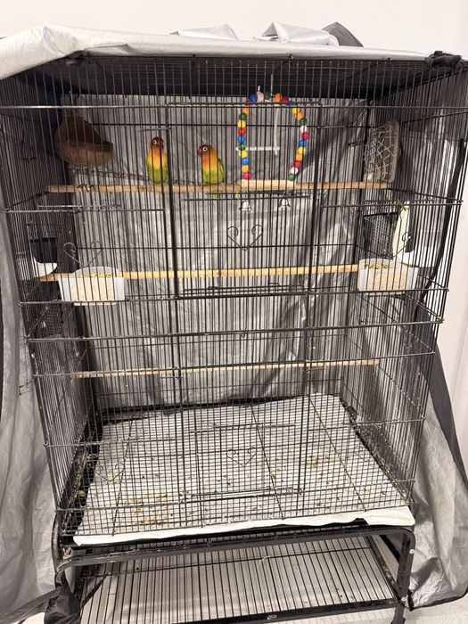 Papagali Agapornis + Cusca Mare – 800 RON