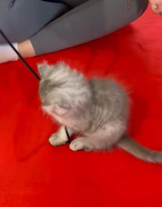 British longhair tobby