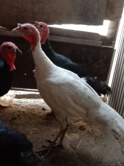 Продам Израильский индюков порода хорошая вес от 8 кг до 10  гигант