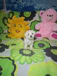 Bichon maltez femelă cu carnet de sănătate