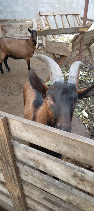 Vand  tap  alpin de rasa   pura