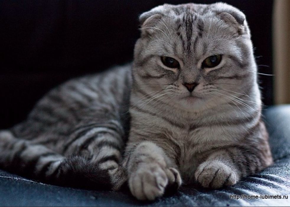 Продается шотландский вислоухий