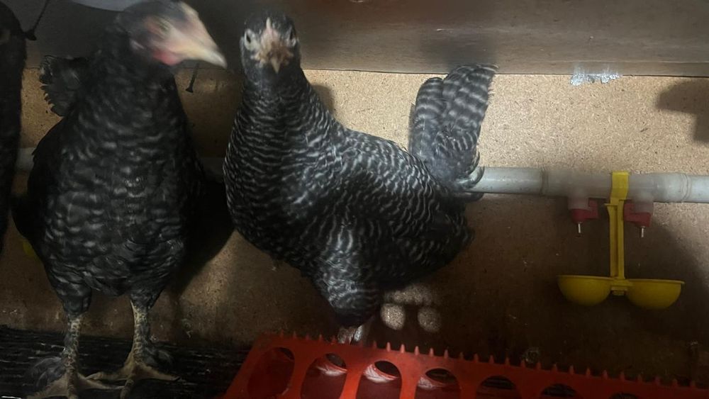 Шөже Цыплята продам