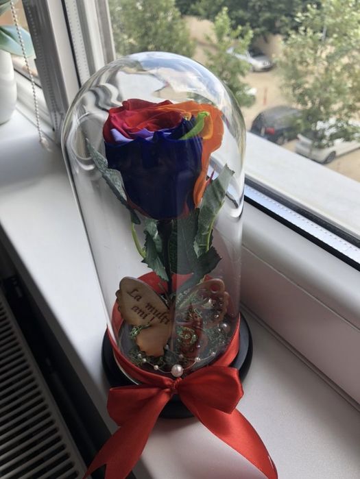 Trandafir multicolor in cupola