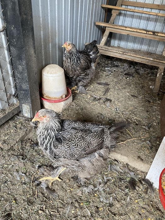 Vând familie de gaini Brahma Herminat inchis