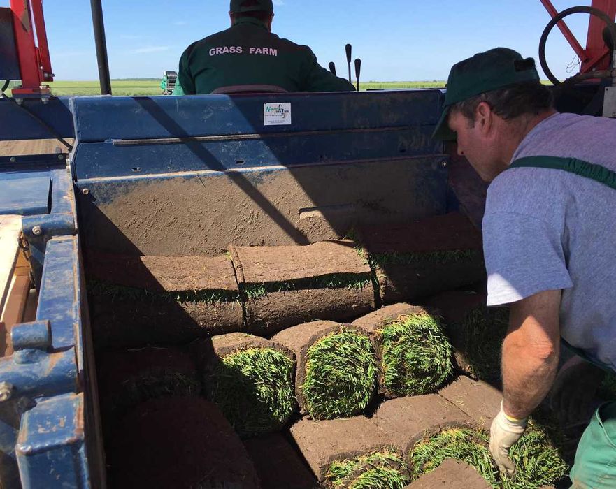 Gazon Rulou Calitate extra , Oferim transport oriunde in tara !