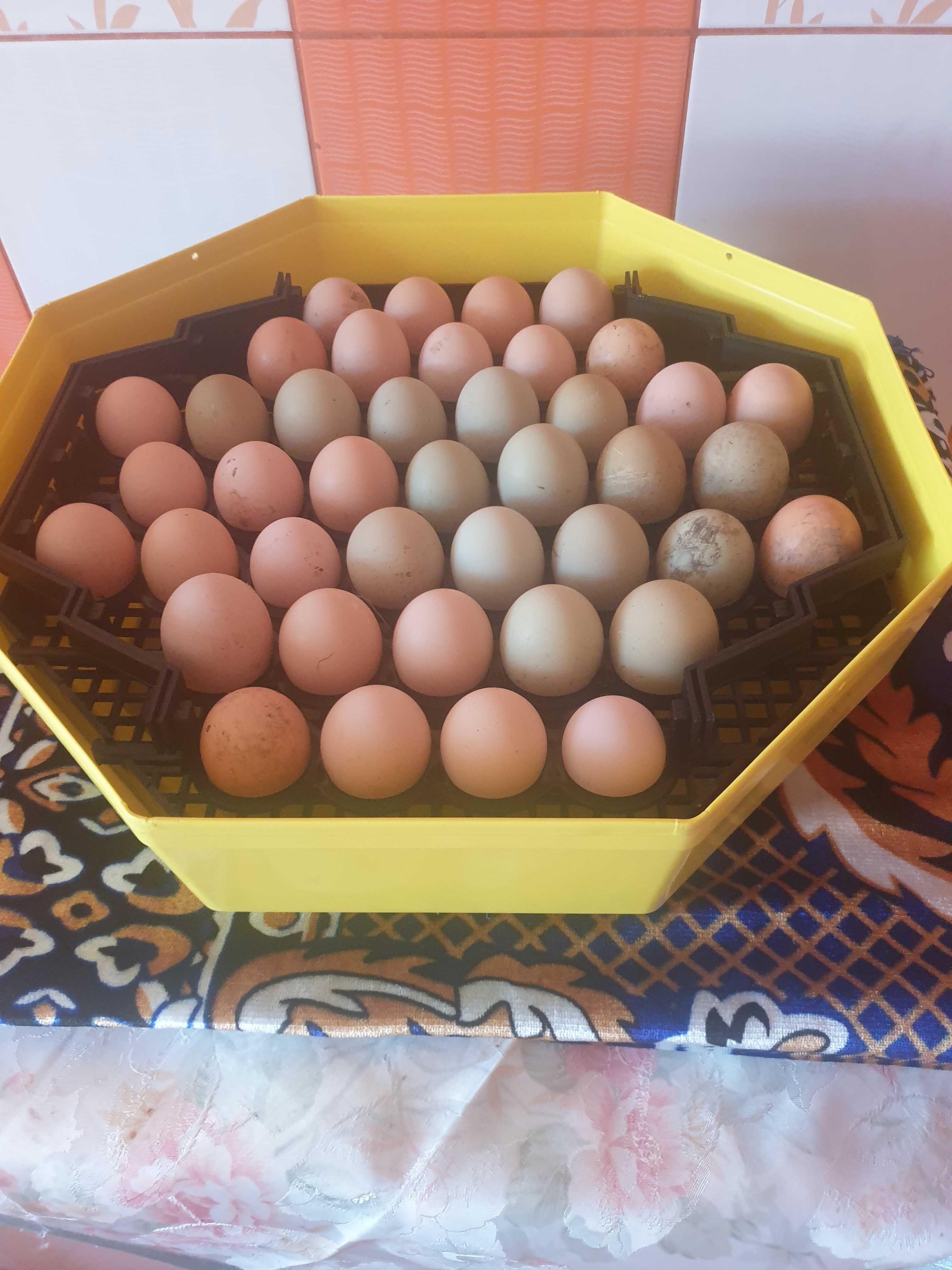 Ouă pt incubat din pasari sănătoase