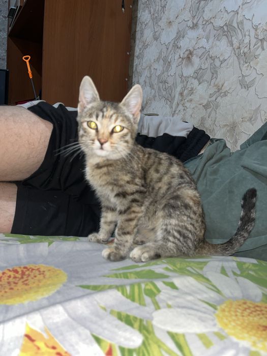 Котенок девочка в добрые и ответственные руки