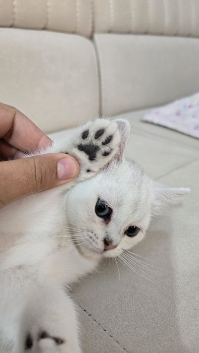 Toza qon Britan seribristiy shinshila sotladi ug'il va qiz