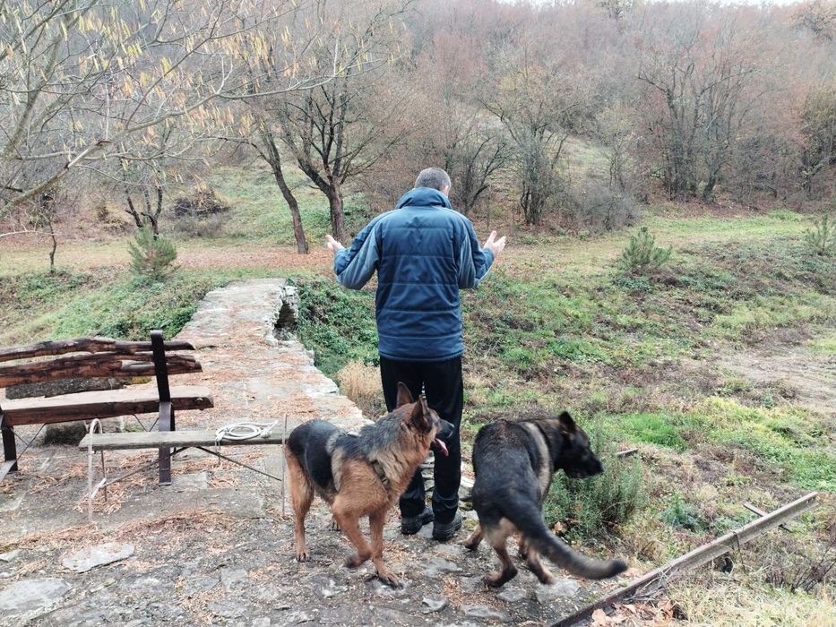 Подаряваме малки немски овчарки