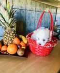 Bichon maltez alb