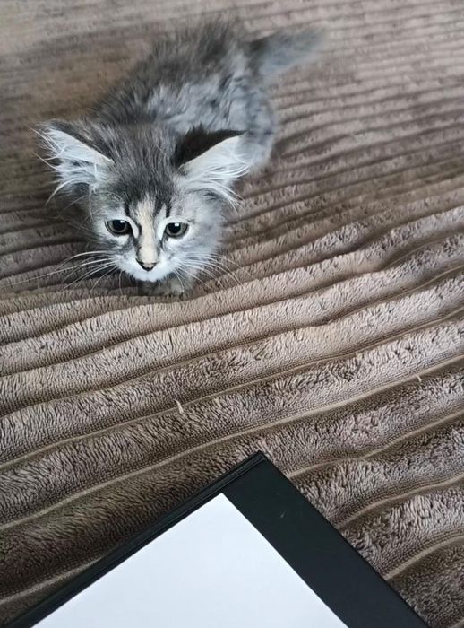 Котенок серенький