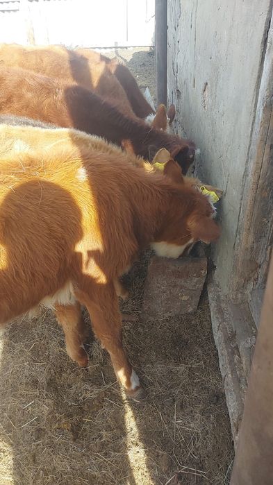 1 еркек баспақ сатылады