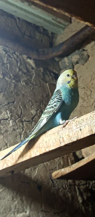 Срочно продам молодых попугаев