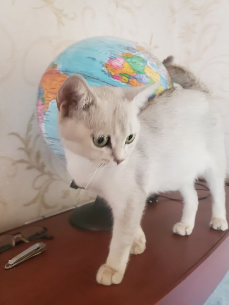Шиншилла.страйт.