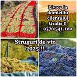 struguri de vin vrancea 2025