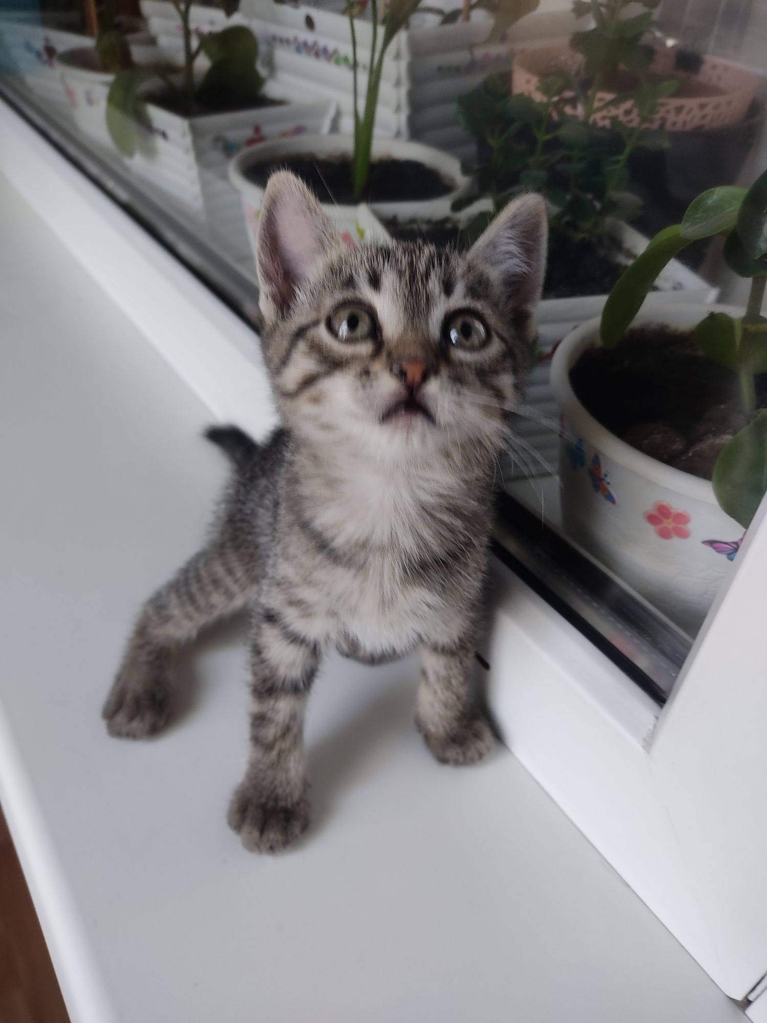 Котята в хорошие руки