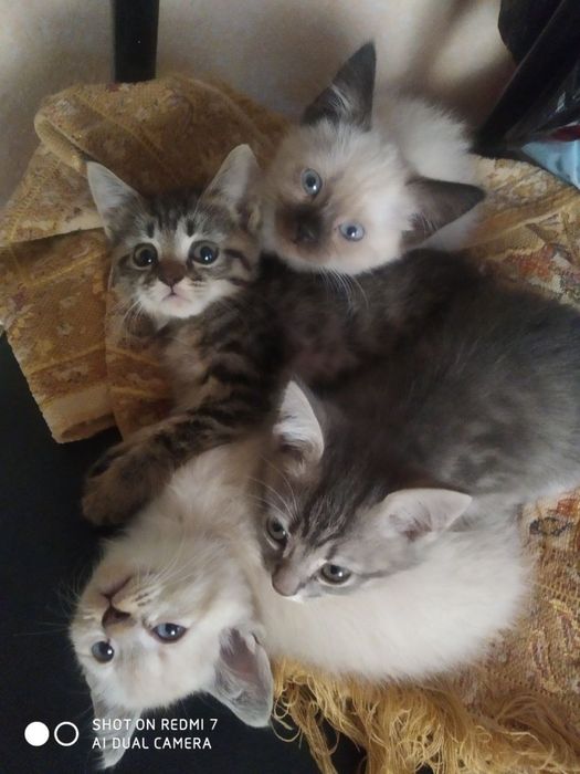 Веслаухий и Сиамский кошки продаеться