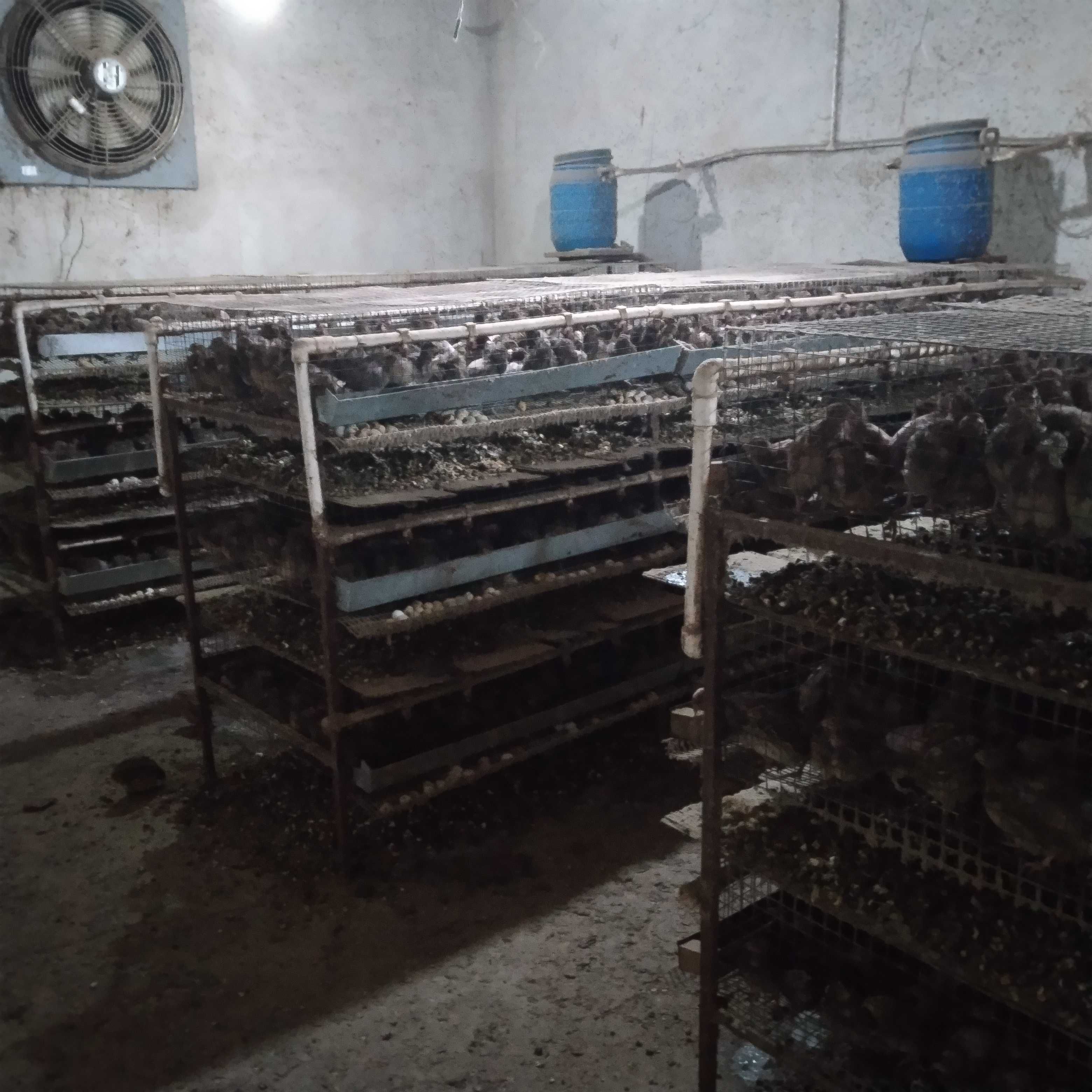 Yosh bedana makyonlari sotiladi endi tuxumga kirgan