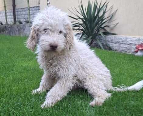 Disponibil mascul galben de Lagotto Romagnolo