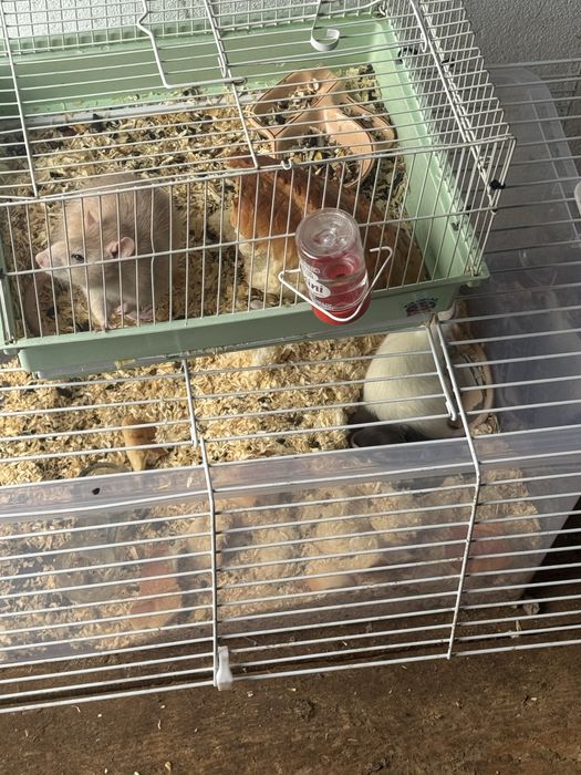 Donez soareci de companie