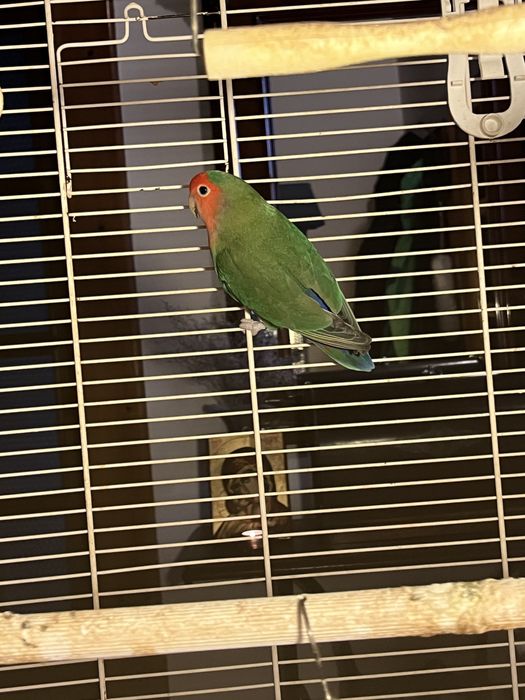 Vand Pui Papagal Agapornis