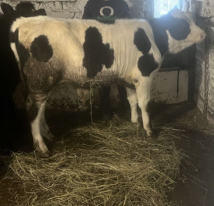 Vitei pentru craciun 35 lei carcasa