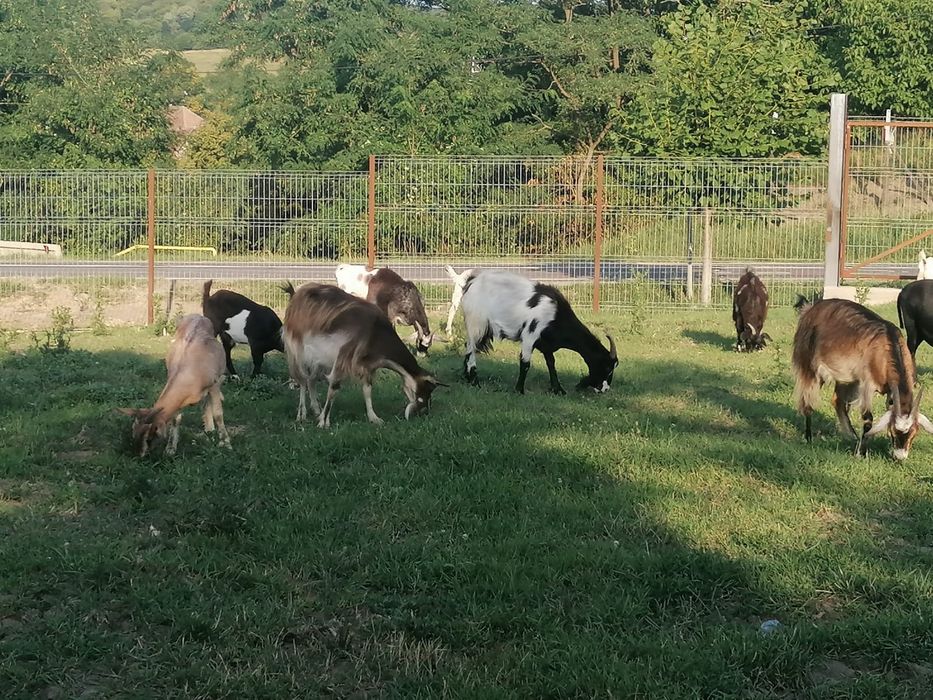 Capre si iede de vînzare