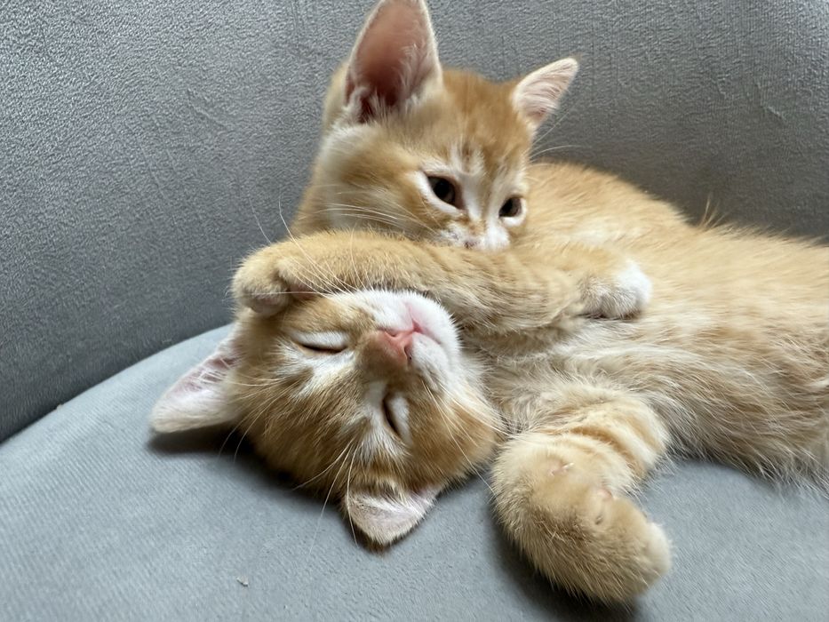 Продаю Котят в хорошие руки