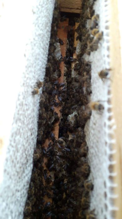 Miere certificată ecologic