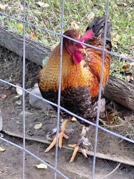 Cocos motat mare și pitic