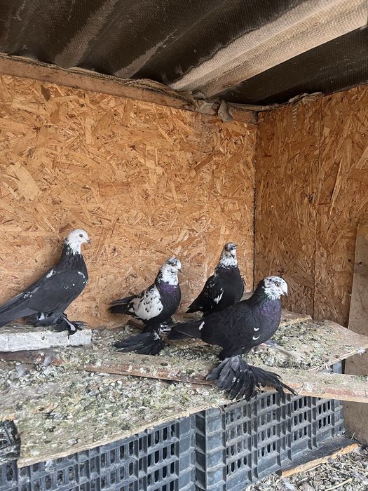 Голуби сочи 7000