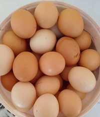 Домашние яйца продам